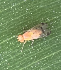 Homoneura occidentalis