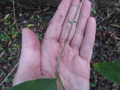 Pisonia aculeata image
