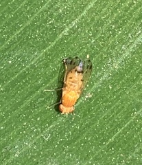 Homoneura occidentalis