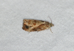 Olethreutes footiana