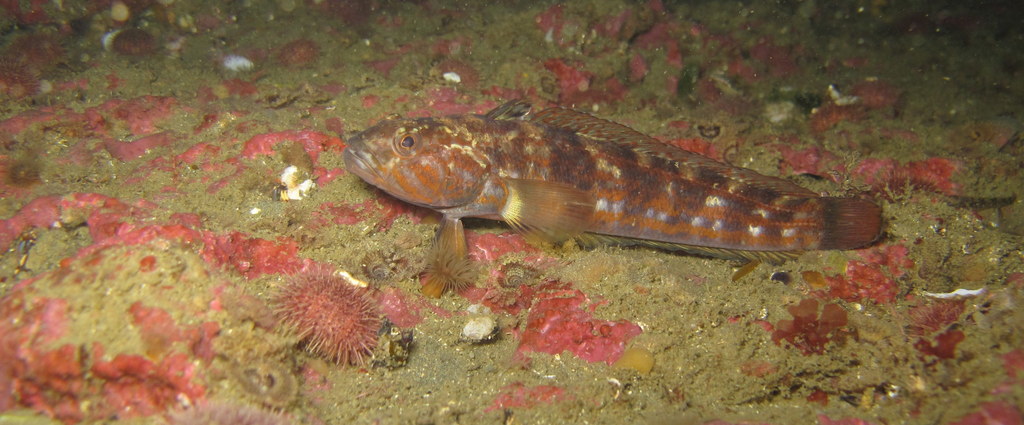 Fueguian notothen (Patagonotothen cornucola) — Nototheniidae