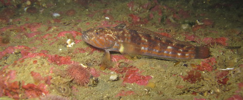 Fueguian notothen (Patagonotothen cornucola) — Nototheniidae