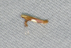 Caloptilia packardella