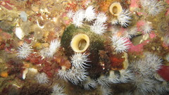Paramolgula gregaria