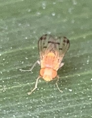 Homoneura occidentalis