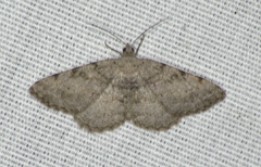 Digrammia gnophosaria