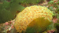 Porifera