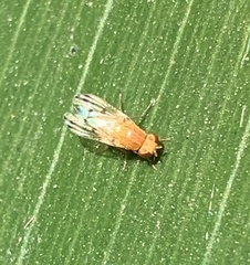 Homoneura occidentalis