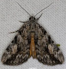 Catocala micronympha