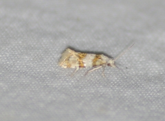 Aethes argentilimitana