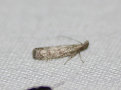 Dichomeris inversella