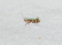 Phyllonorycter intermixta