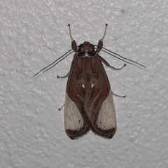 Bertholdia myosticta