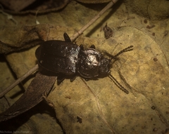Coripera wilsoni