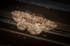 Hypomecis externaria