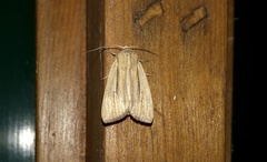 Acronicta insularis