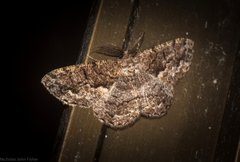 Hypomecis externaria