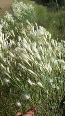 Baccharis notosergila