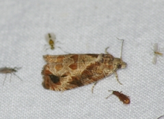 Olethreutes footiana