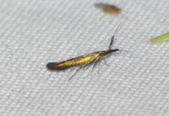Coleophora mayrella