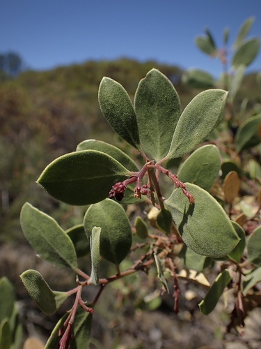 Arctostaphylos stanfordiana ssp. raichei