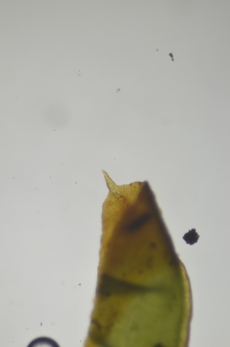 Image of Encalypta ciliata by no rights reserved
