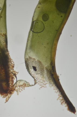 Image of Encalypta ciliata by no rights reserved