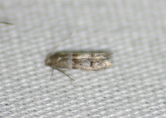 Blastobasis pulchella