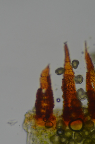 Image of Encalypta ciliata by no rights reserved