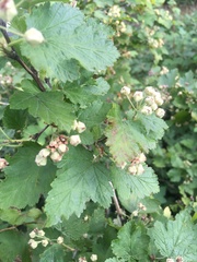 Physocarpus malvaceus