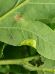 Macrodiplosis pustularis