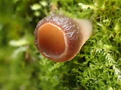Sclerotiniaceae