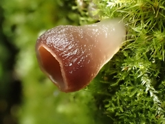 Sclerotiniaceae