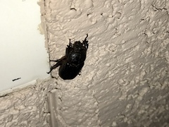 Hemiphileurus illatus