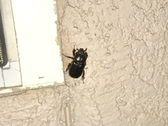 Hemiphileurus illatus