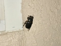 Hemiphileurus illatus