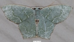 Chloropteryx tepperaria