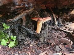 Russula persanguinea
