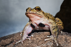 La Parva Spiny-Chest Frog photo 1