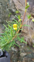 Calceolaria buchtieniana