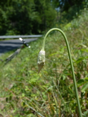 Allium cernuum