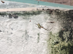 Leucauge