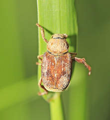 Ectinohoplia rufipes