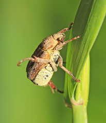 Ectinohoplia rufipes