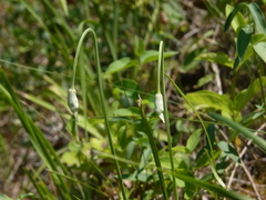 Allium cernuum