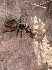Cerotainiops abdominalis