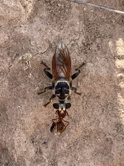 Cerotainiops abdominalis