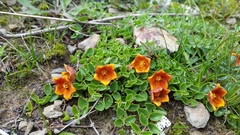 Philibertia lysimachioides