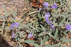 Solanum elaeagnifolium