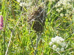 Cistothorus palustris